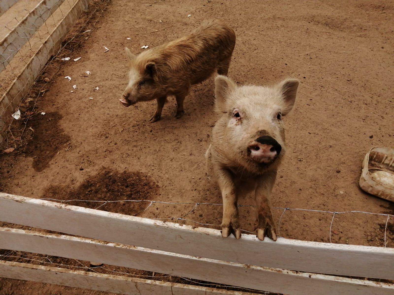 $!Inauguran exhibición con animales de granja en el Zoológico de Culiacán