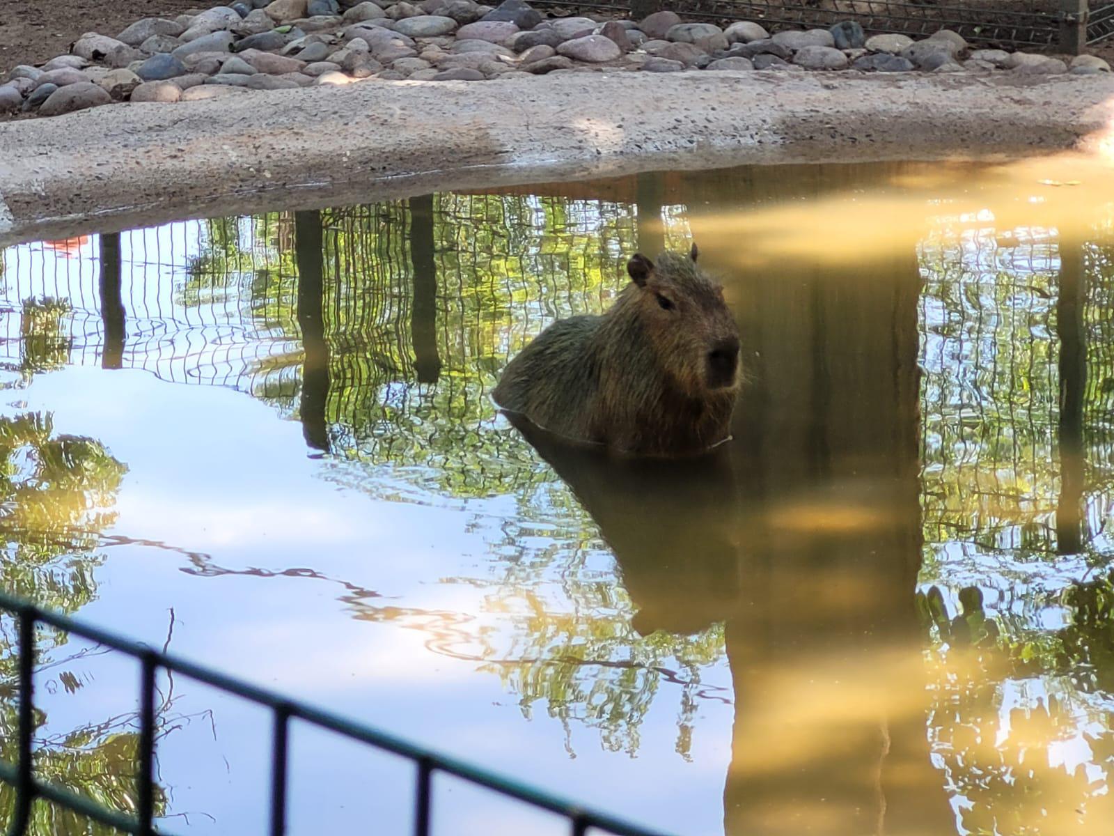 $!Solo había un capibara al inicio de su gestión, afirma director del Zoológico de Culiacán