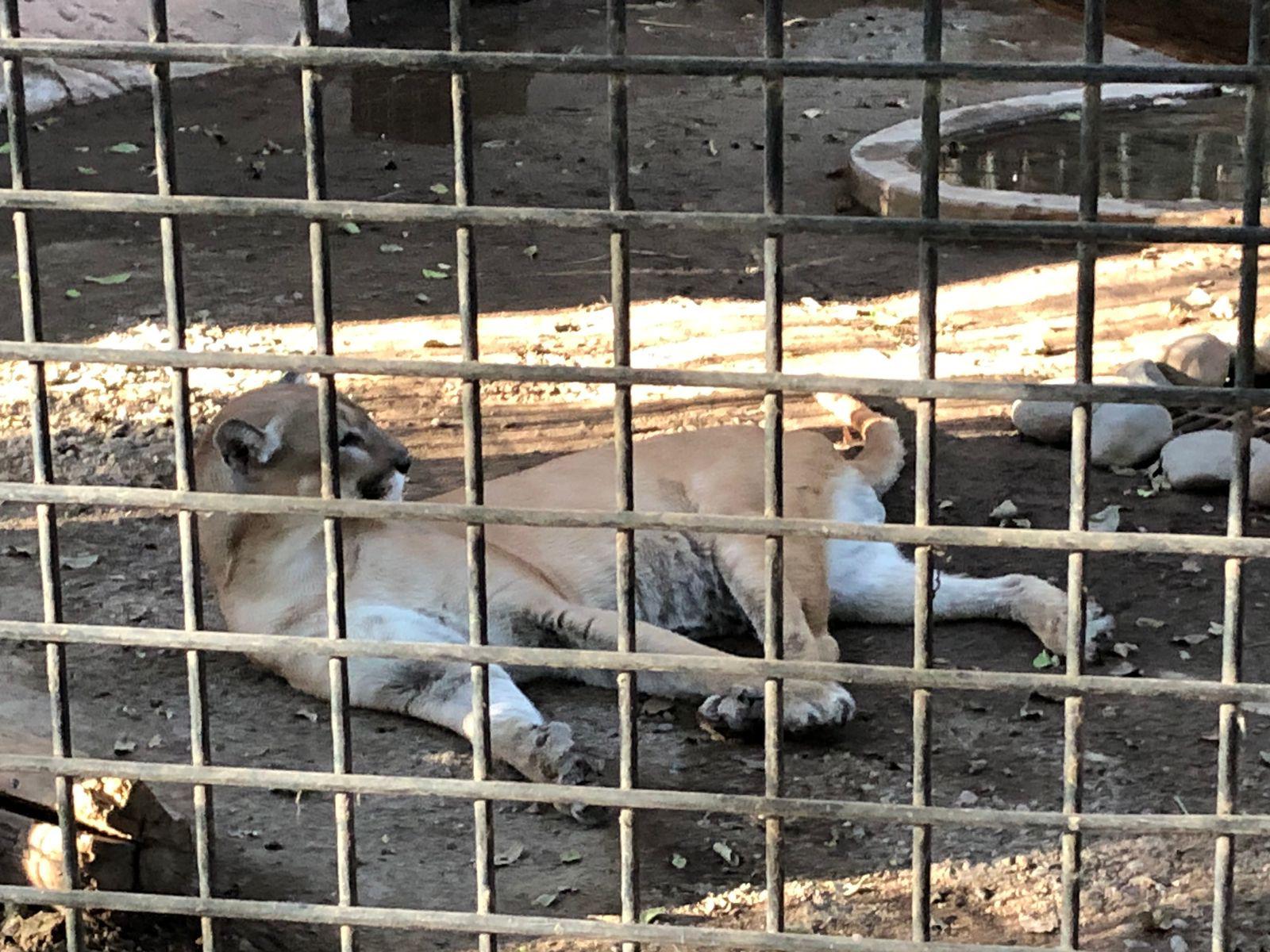 $!Culiacanenses disfrutan sus vacaciones en el Zoológico