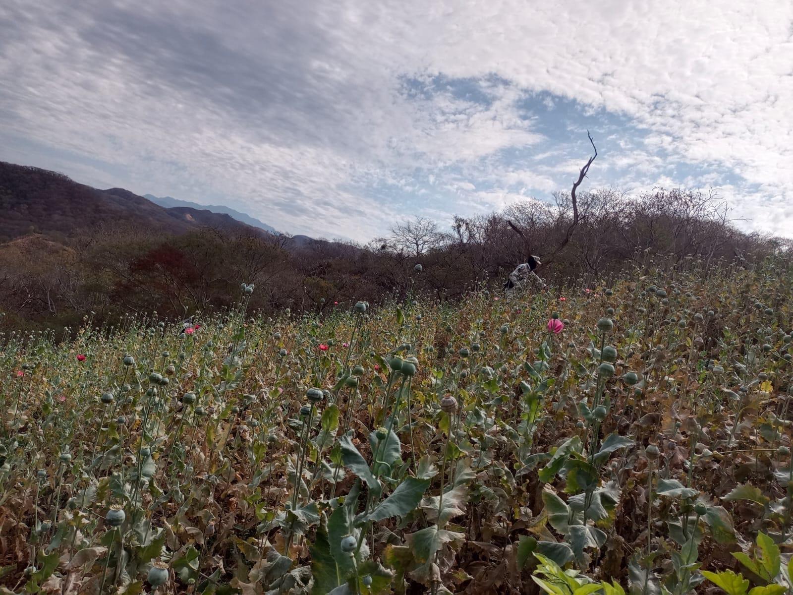 $!Destruyen plantíos de amapola y mariguana en Tamazula, Durango