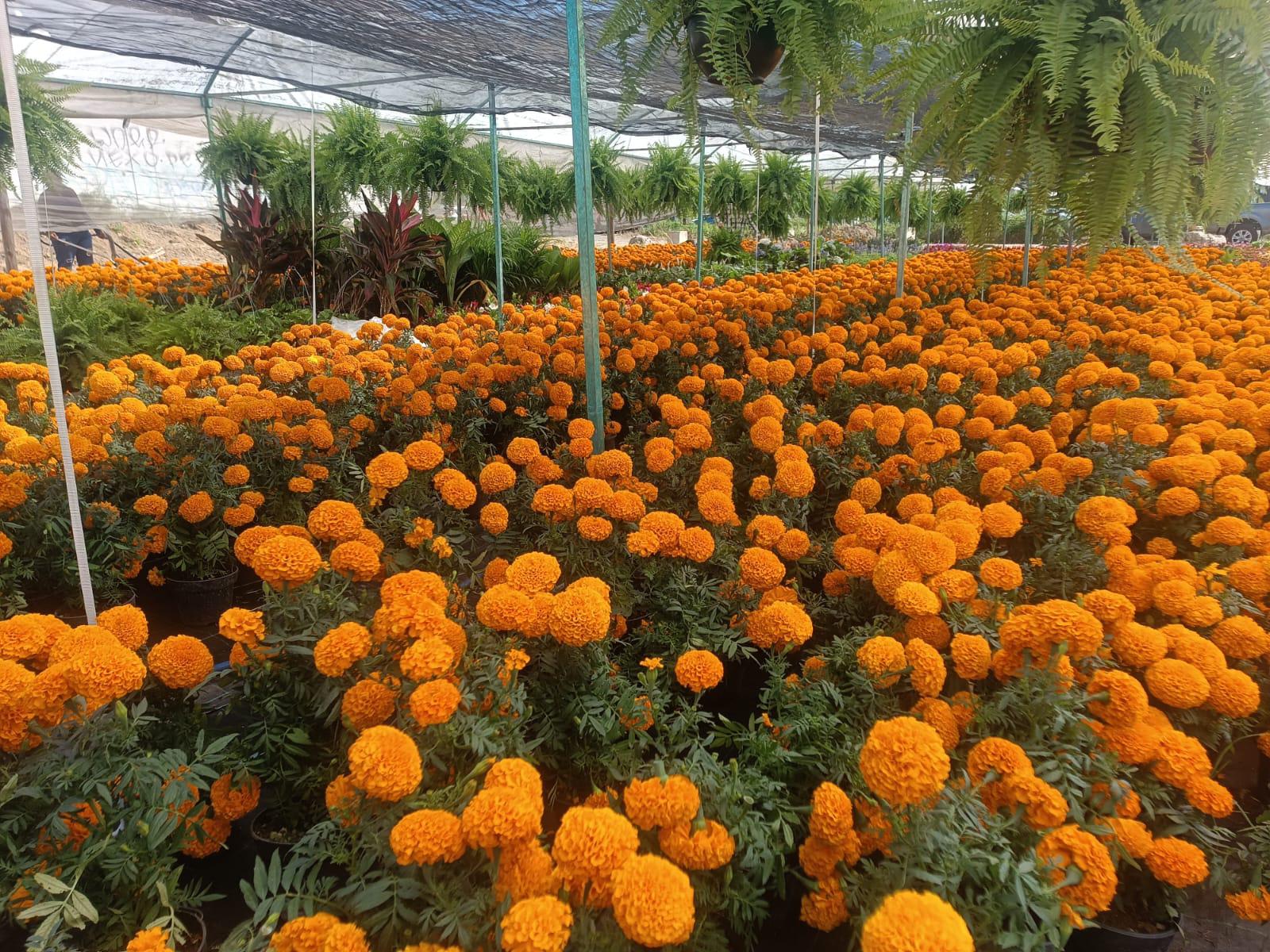 $!La tradición de la flor de cempasúchil se hace presente en Mazatlán para este Día de Muertos