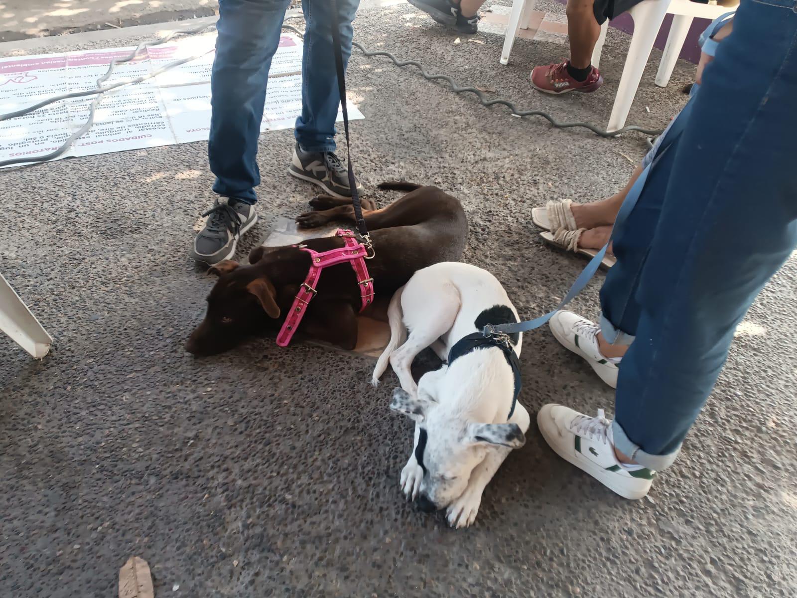 $!Se suman vecinos de la Francisco Solís a la campaña de esterilización animal de Ecología de Mazatlán