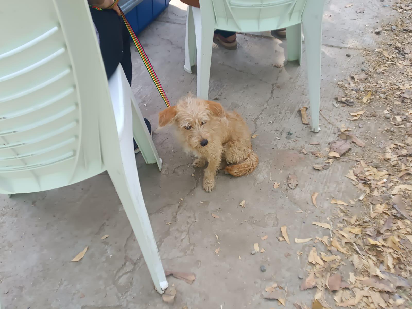 $!Colonos del Infonavit Alarcón reciben activa jornada de esterilización para sus mascotas