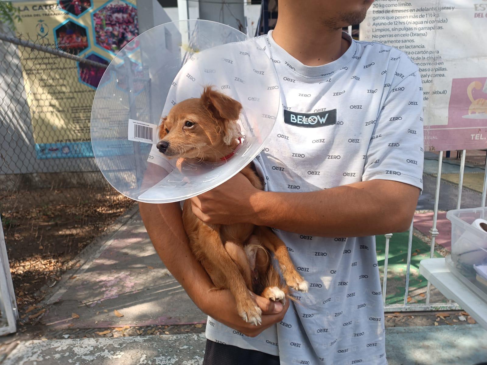 $!Acuden vecinos de Fovissste Playa Azul a jornada de esterilización de Ecología