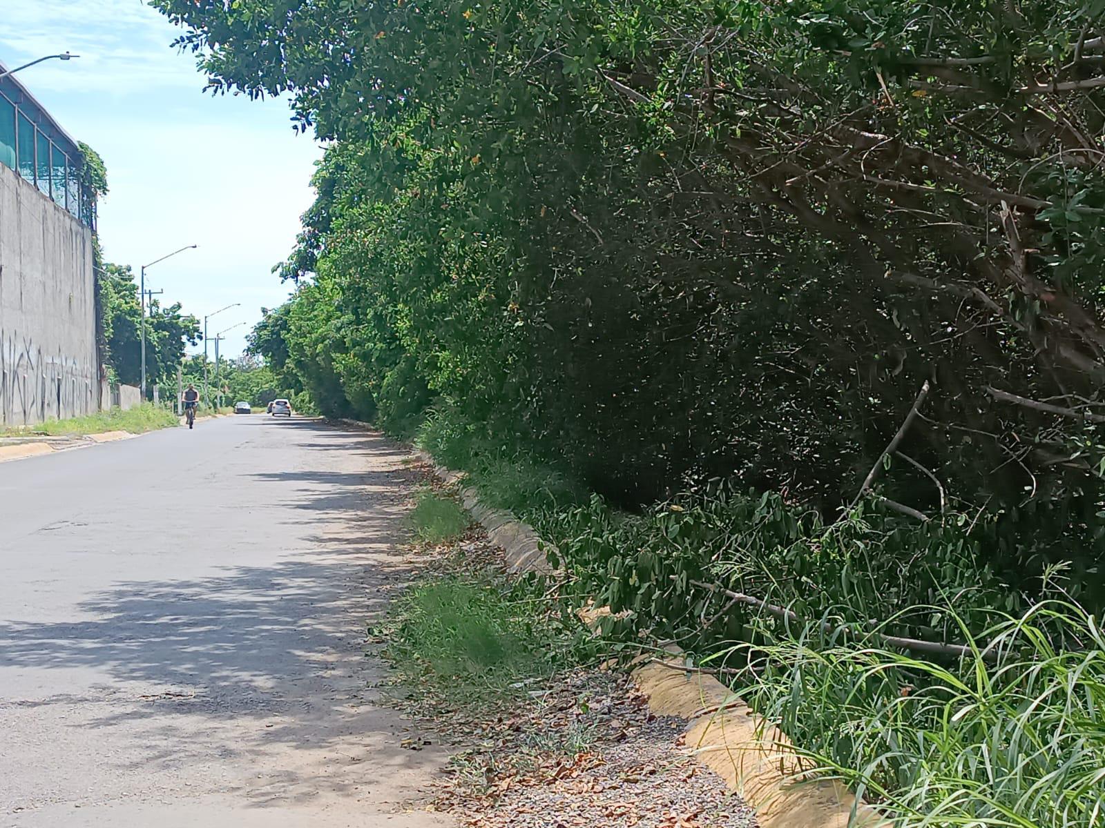 $!Restos del mangle sobresalen en la calle Zeus tras nueva tala por parte de particulares