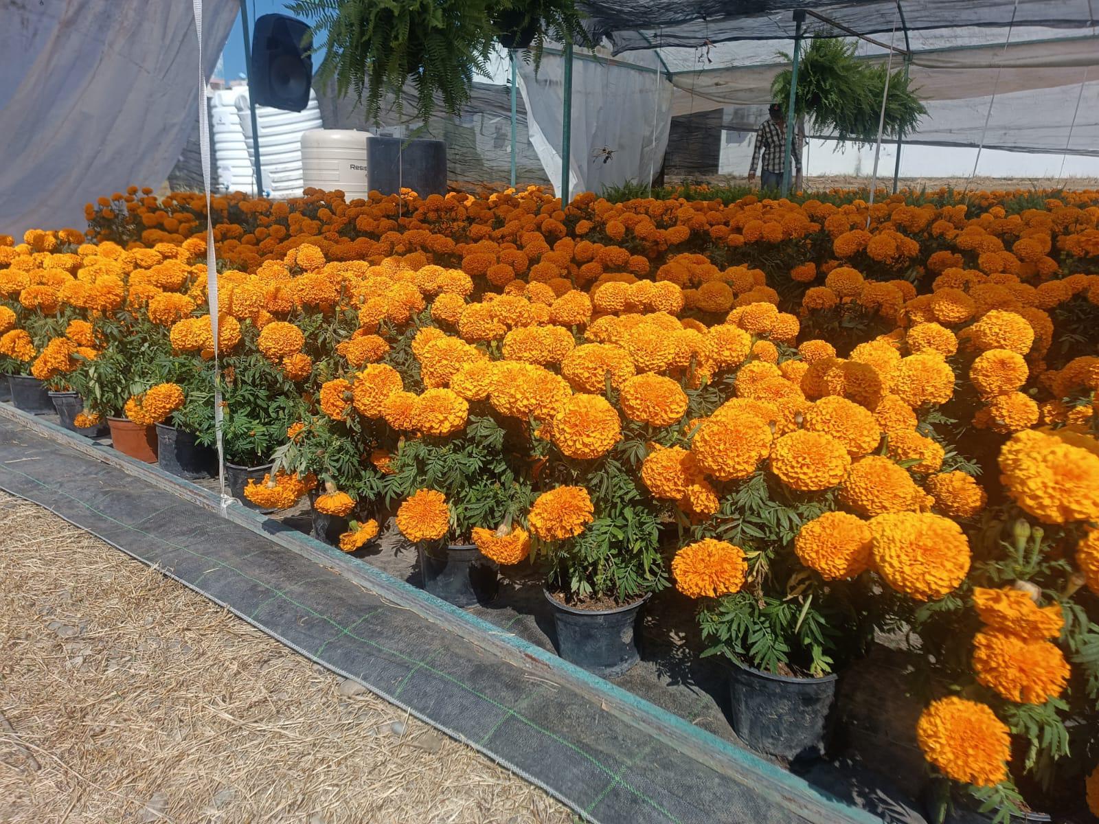 $!La tradición de la flor de cempasúchil se hace presente en Mazatlán para este Día de Muertos