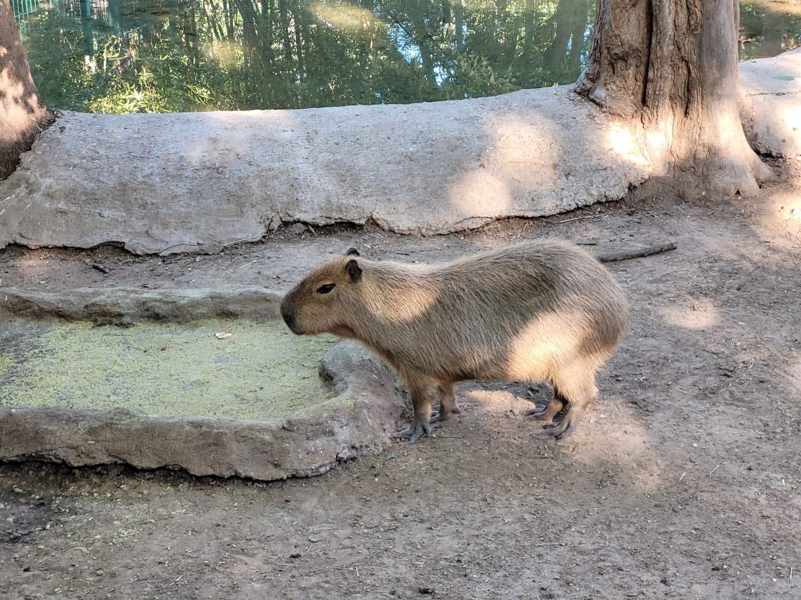$!Visitas del Zoológico de Culiacán aumentaron 35% después de Navidad