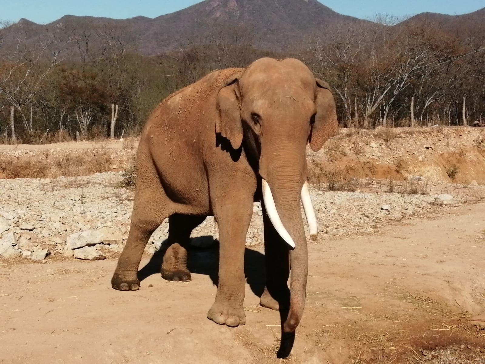 $!En Culiacán, santuario Ostok da albergue a nuevas especies rescatadas