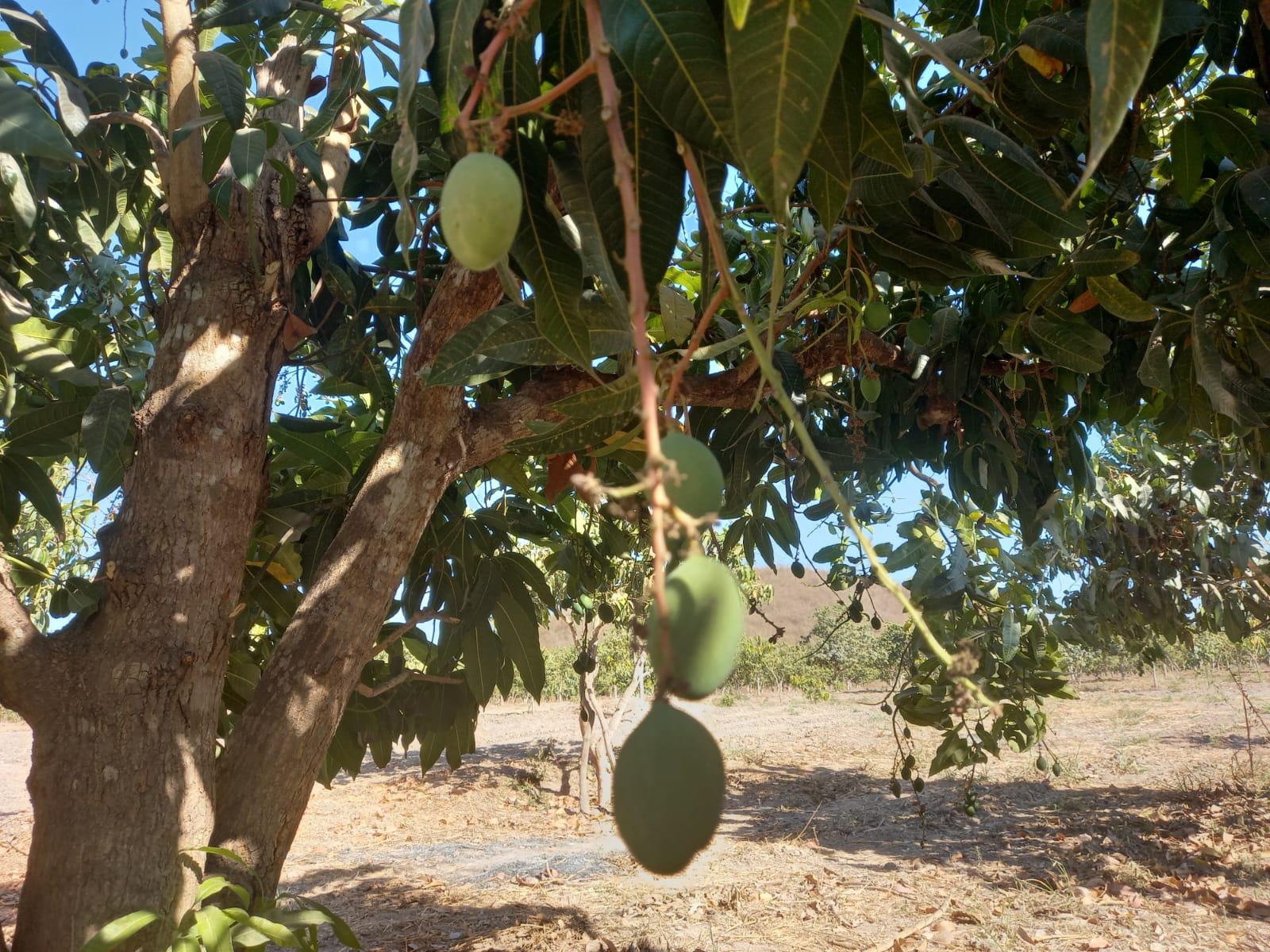 $!Califican como mala la temporada de mango en Escuinapa