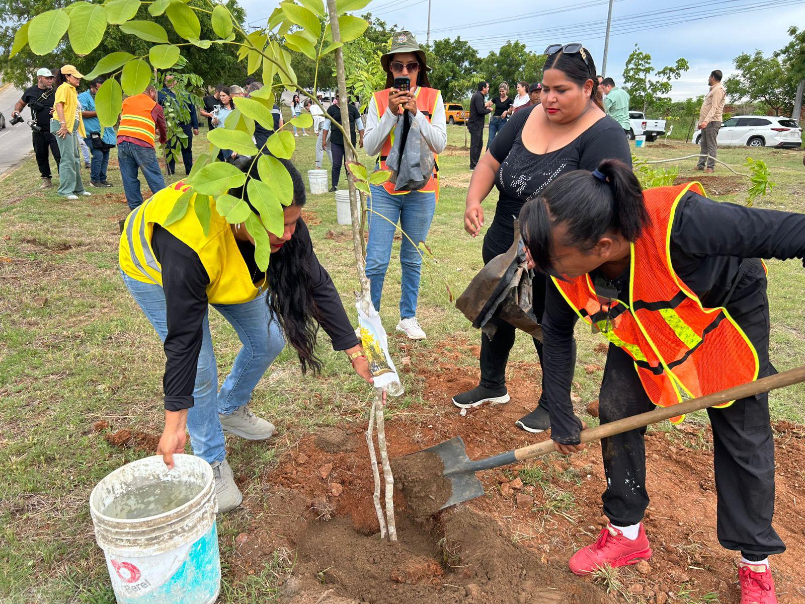$!Avanza campaña de arborización en Mazatlán con siembra de 60 árboles