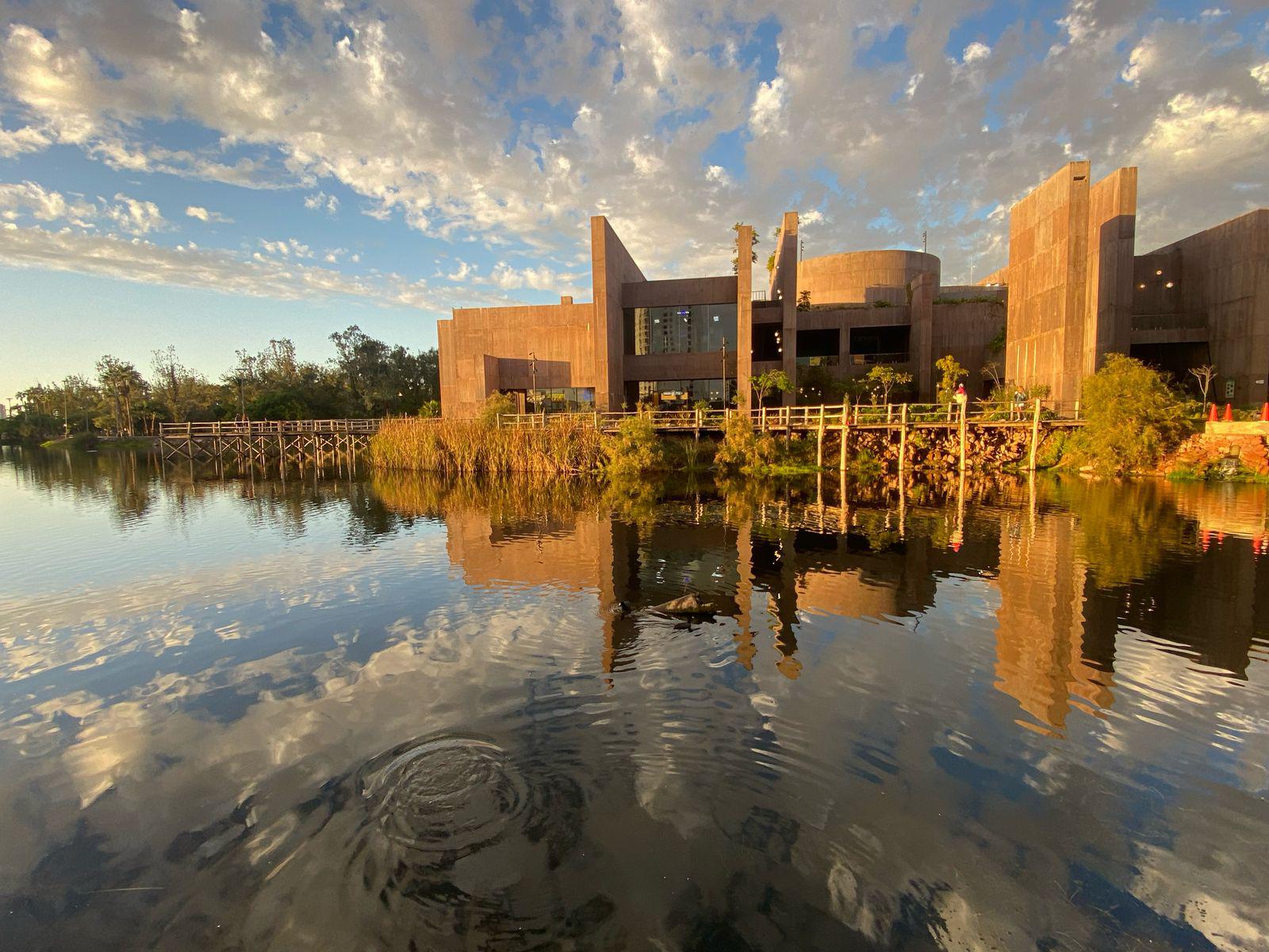 $!Es hembra pingüino el polluelo que nació en Gran Acuario Mazatlán