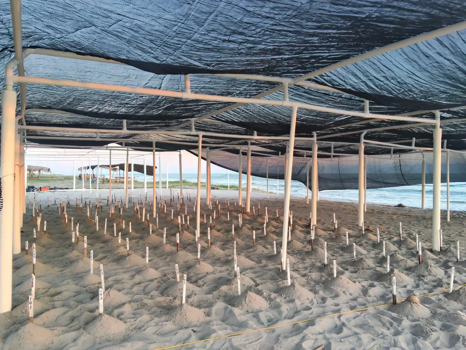 $!Recolección de nidos de tortugas en el Santuario Huizache Caimanero ha tenido un repunte del 30%: Grupo Tortuguero