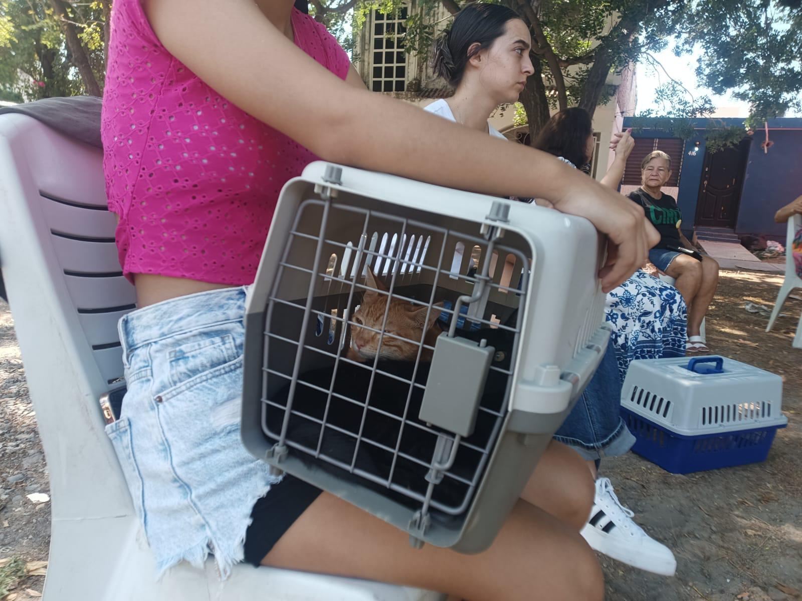 $!Michi, Botas y otras mascotas aprovechan campaña gratuita de esterilización en Infonavit Jabalíes