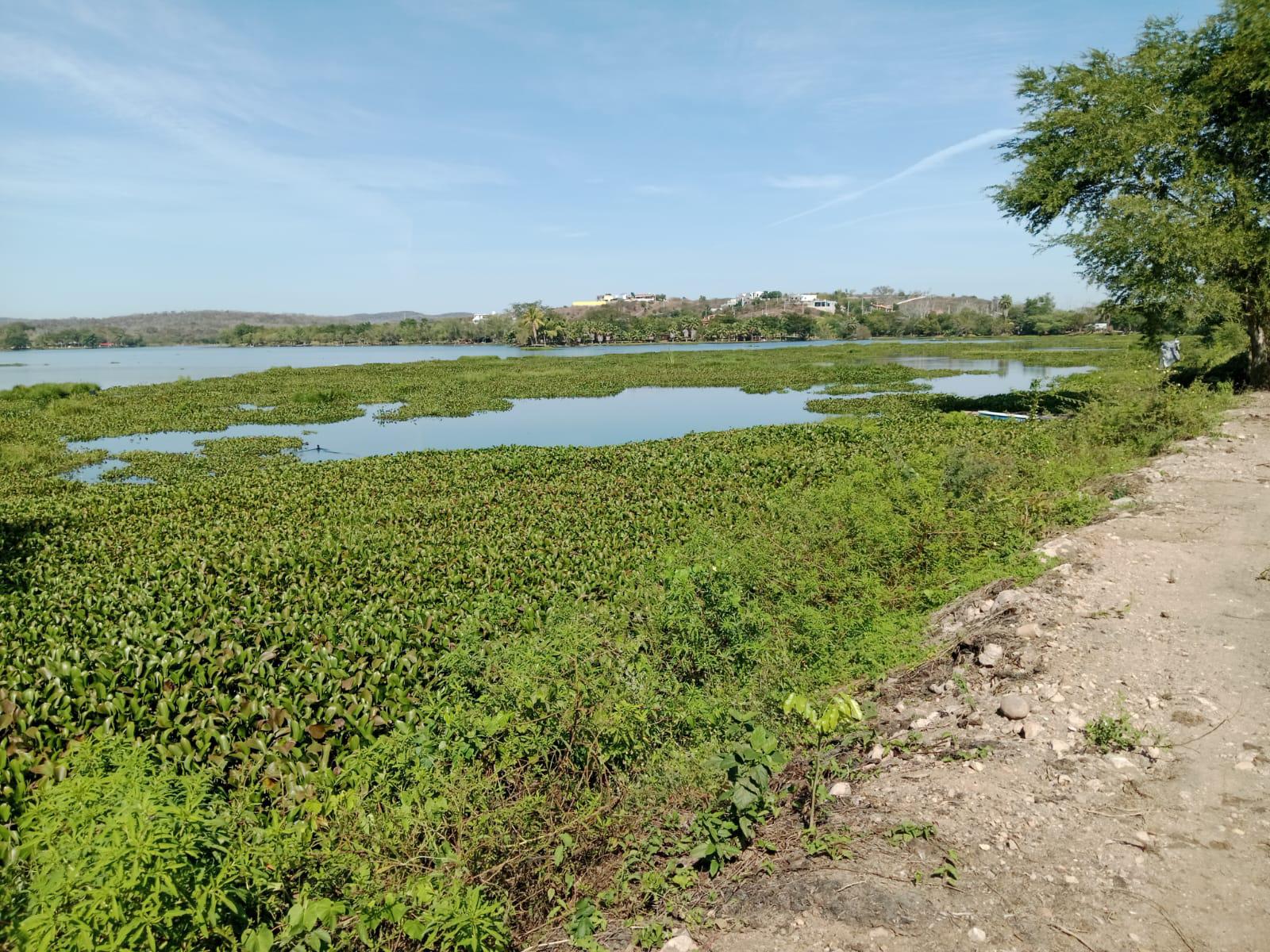 $!Retira Jumapam lirio del Dique 5 y del canal de arribo a la Potabilizadora Los Horcones