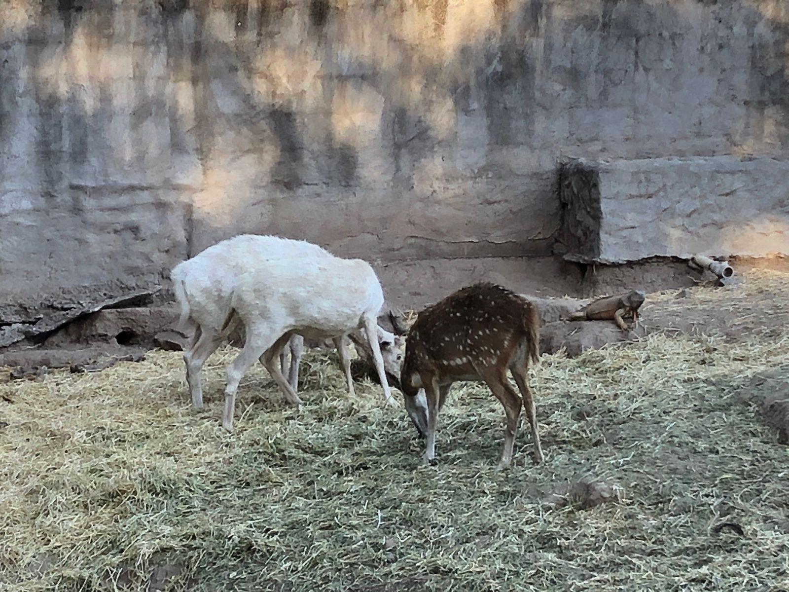 $!Culiacanenses disfrutan sus vacaciones en el Zoológico