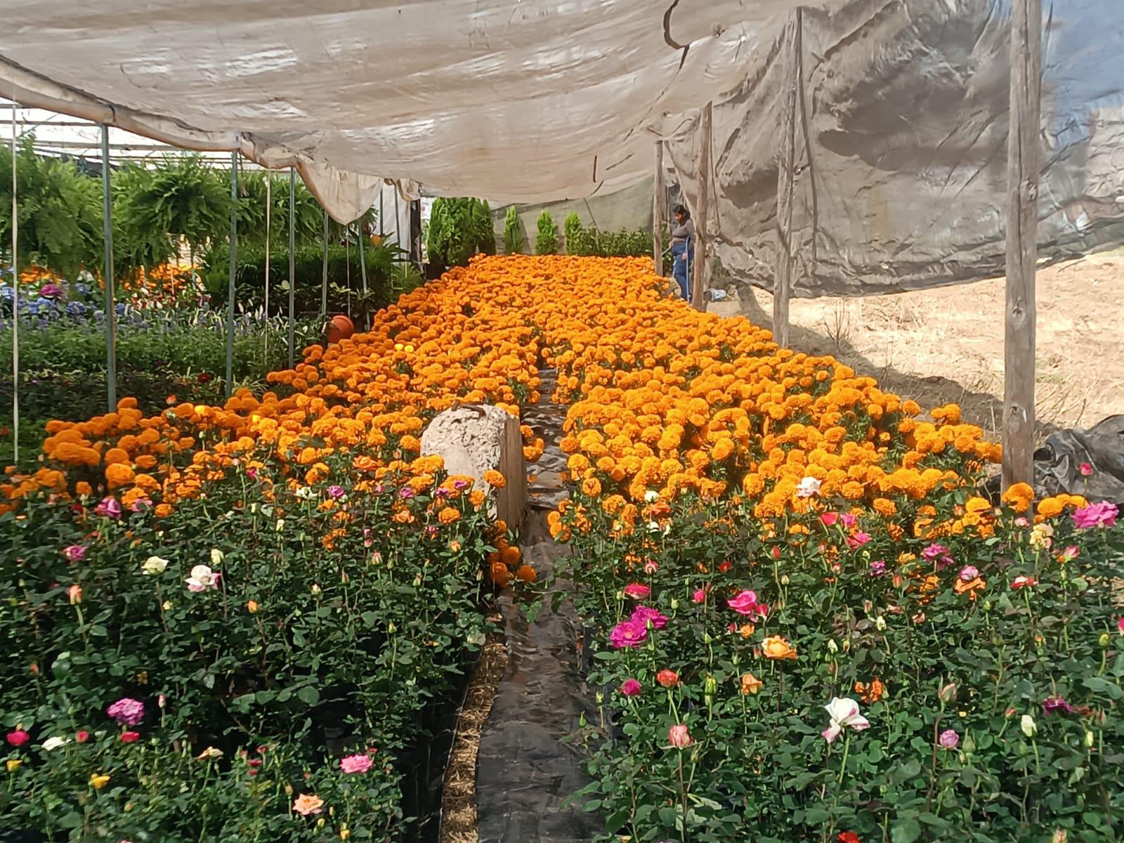$!La tradición de la flor de cempasúchil se hace presente en Mazatlán para este Día de Muertos