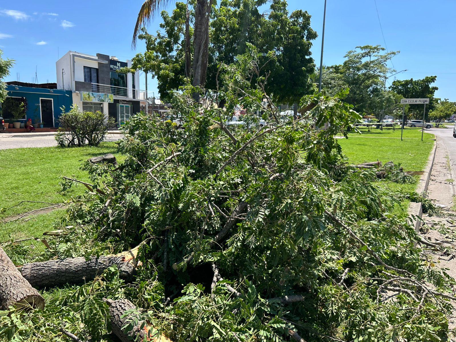 $!Cierran circulación en la Avenida Bicentenario tras derribo de árbol y cableado eléctrico por un camión de carga