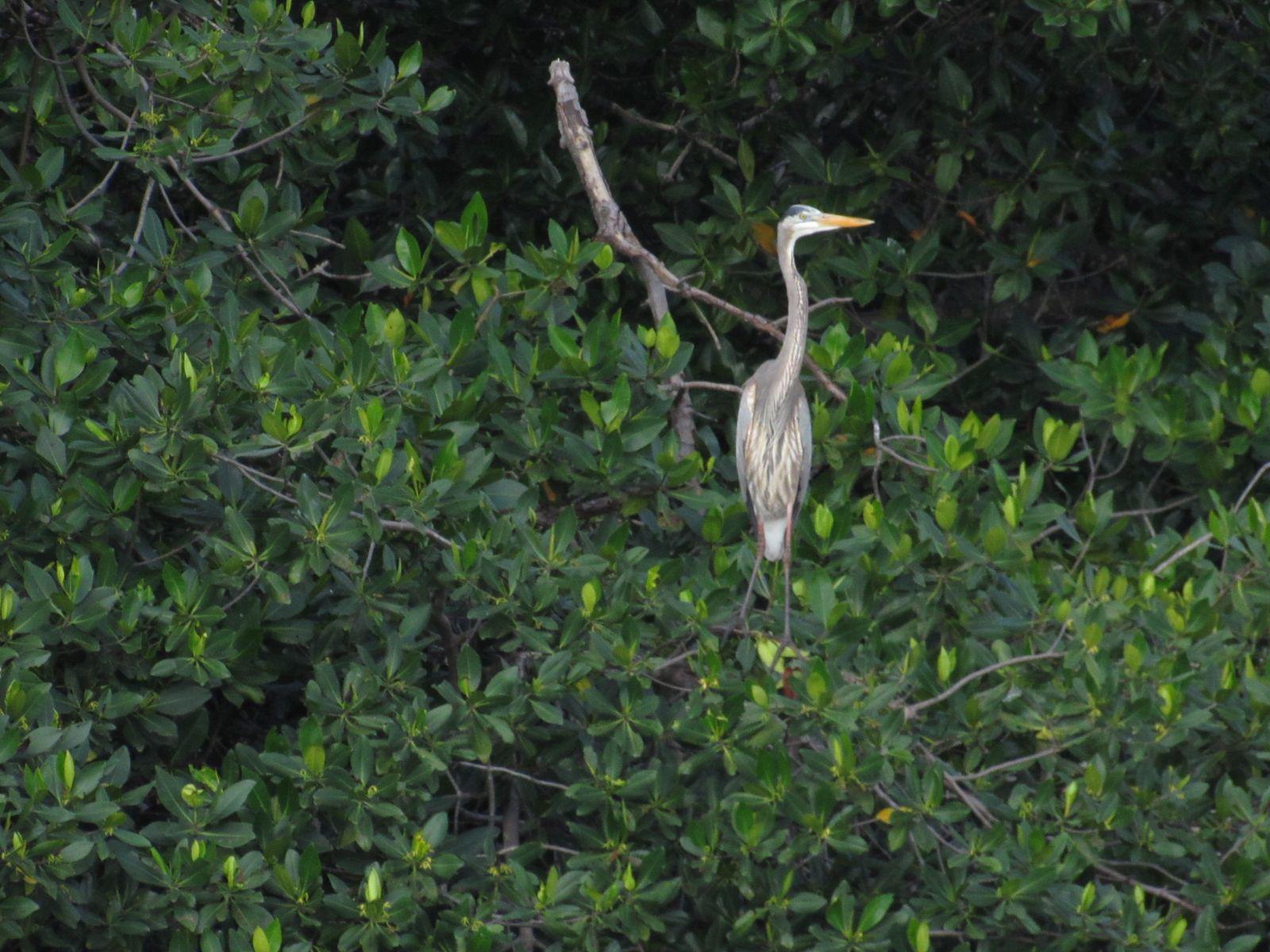 $!Impulsa Sectur turismo regenerativo en humedales y manglares de Mazatlán