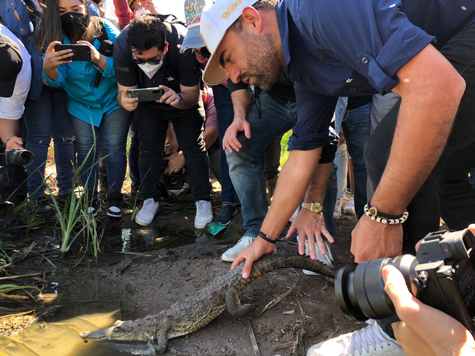 $!En la laguna de Caimanero, liberan aves y cocodrilos rehabilitados