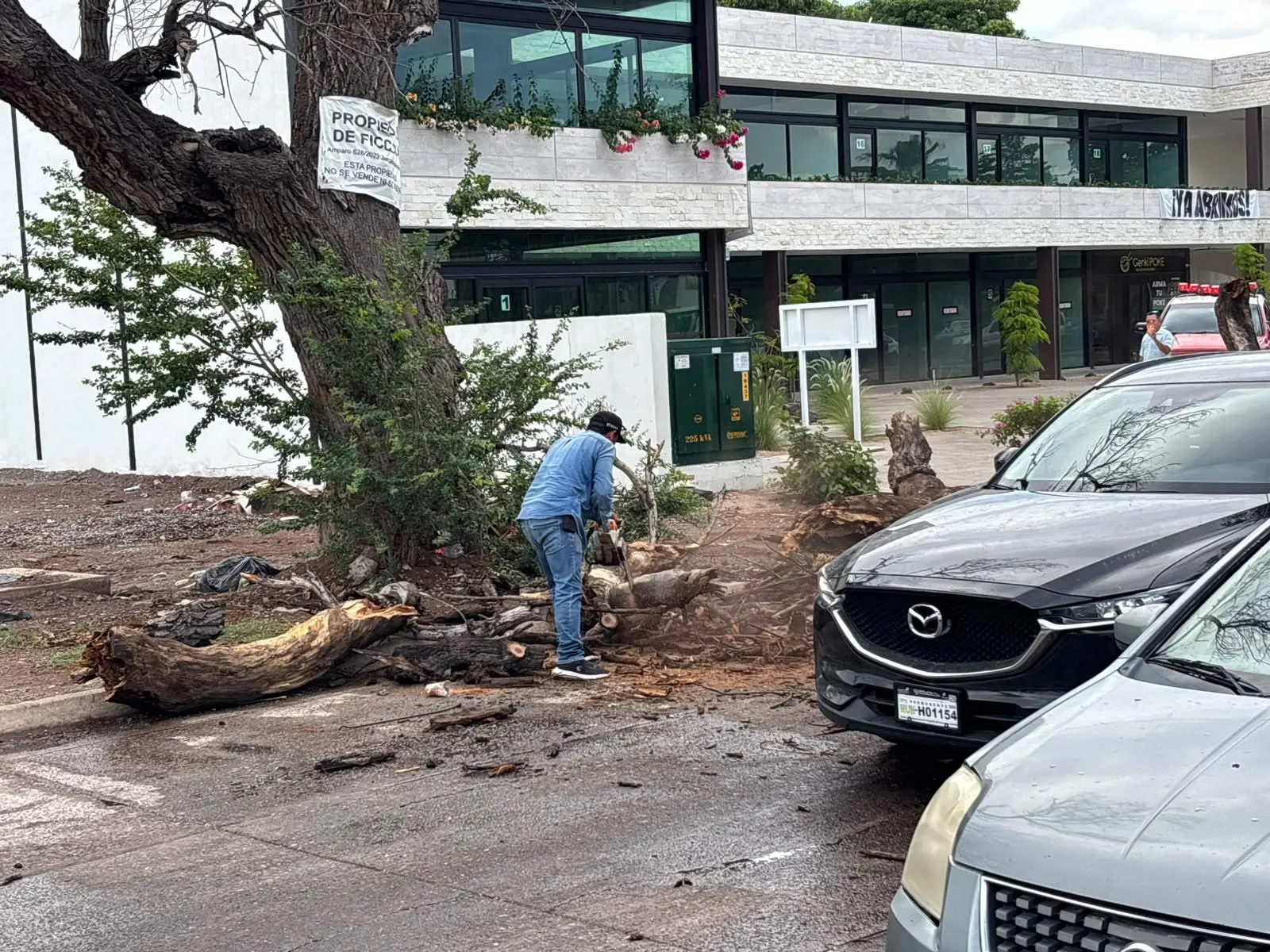 $!Viejo álamo cae sobre el Bulevar Rosales, en Los Mochis y provoca daño en dos vehículos