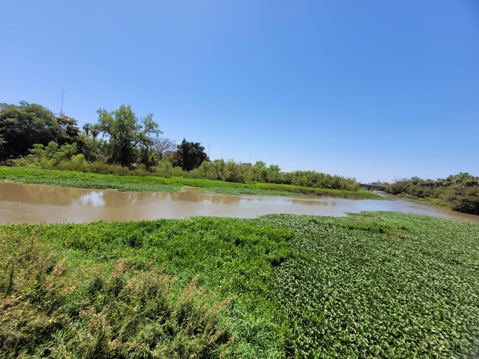 $!El río Humaya está repleto de plaga de lirio acuático, pese a acciones de remoción del Ayuntamiento