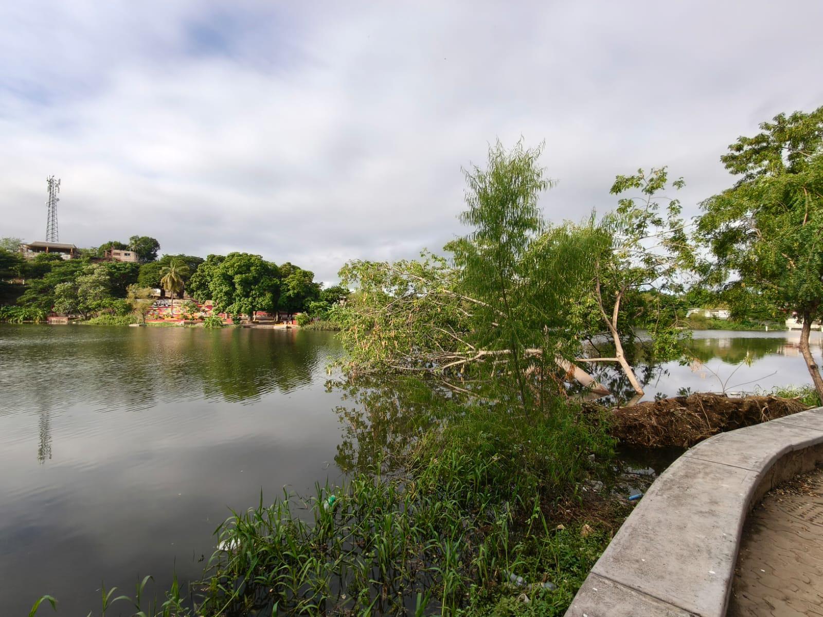 $!En Rosario, árbol en la laguna del Iguanero permanece derribado desde hace dos semanas