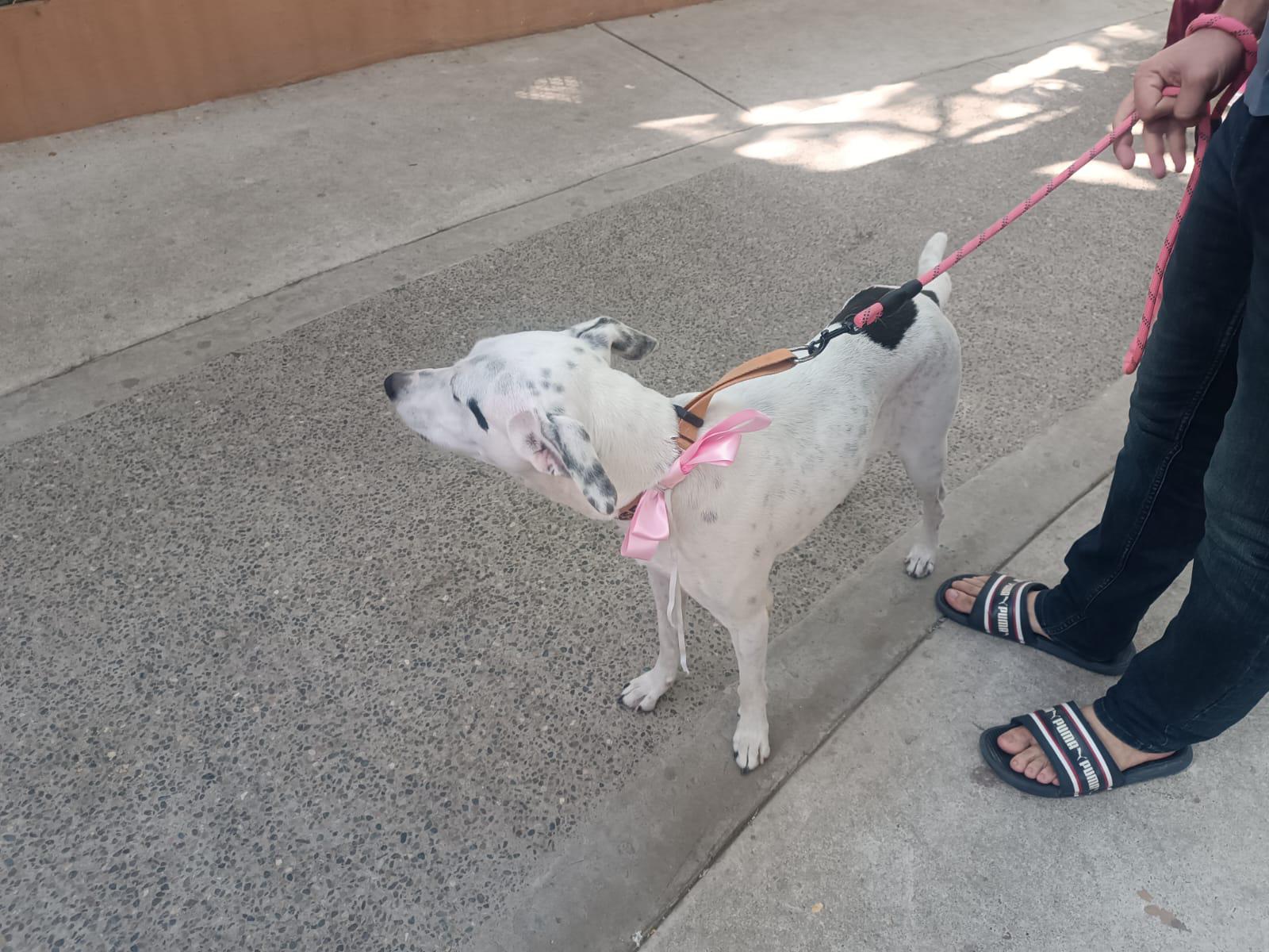 $!Siete mascotas encuentran un nuevo hogar gracias a la campaña Huellitas del Bienestar