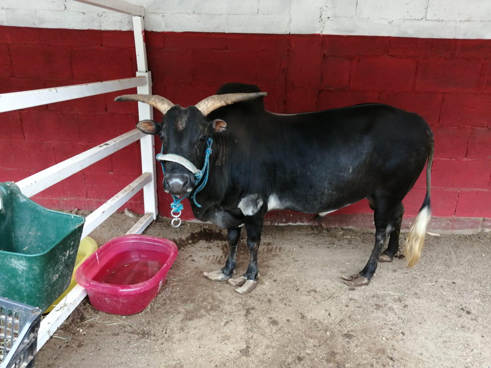 $!Inauguran exhibición con animales de granja en el Zoológico de Culiacán