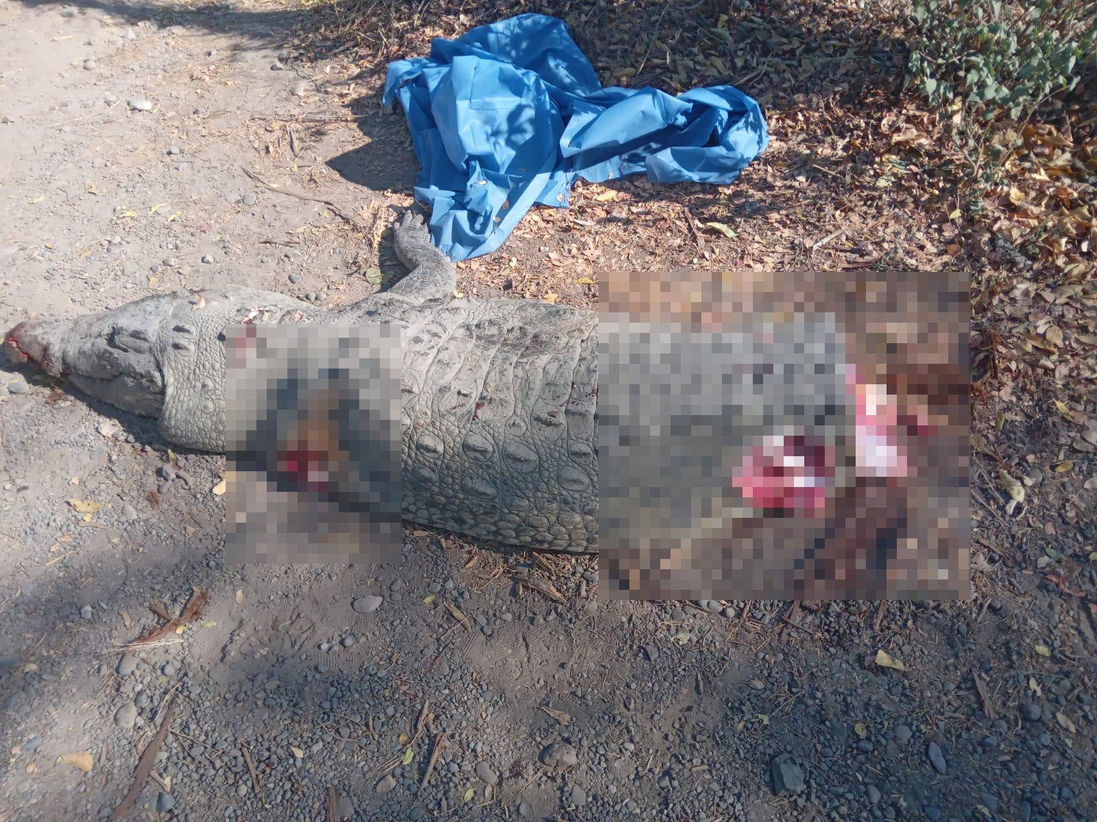 $!Chocan contra cocodrilo y mueren 4 personas, entre ellos una menor, en Culiacán