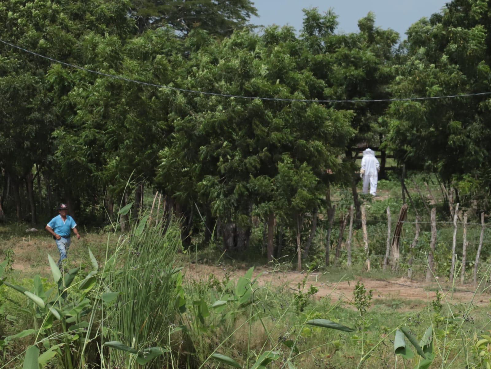 $!Mueren abuelo y nieto tras ataque de abejas en un rancho al sur de Mazatlán