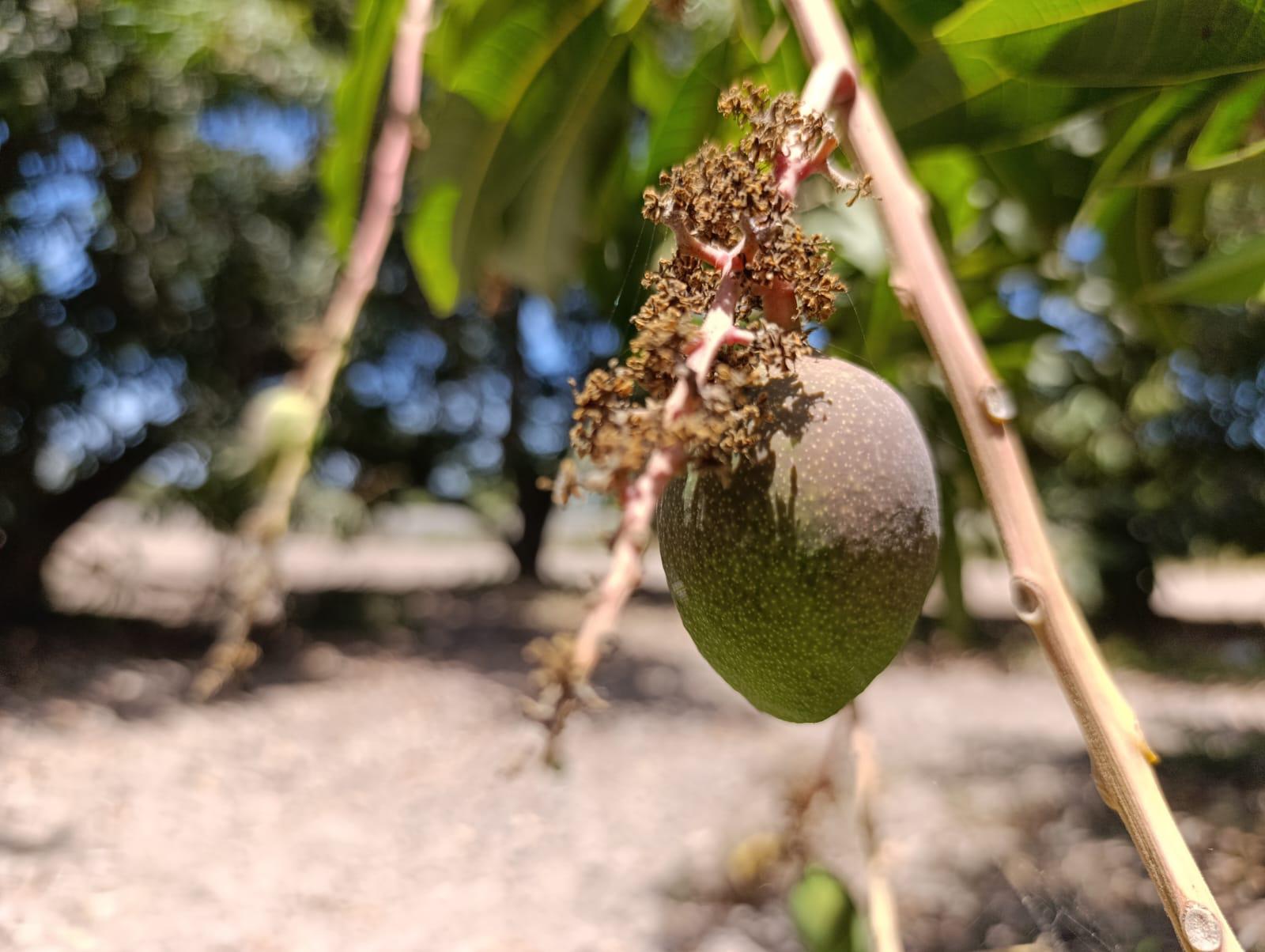 $!Preocupa restraso de floración de mango en Escuinapa