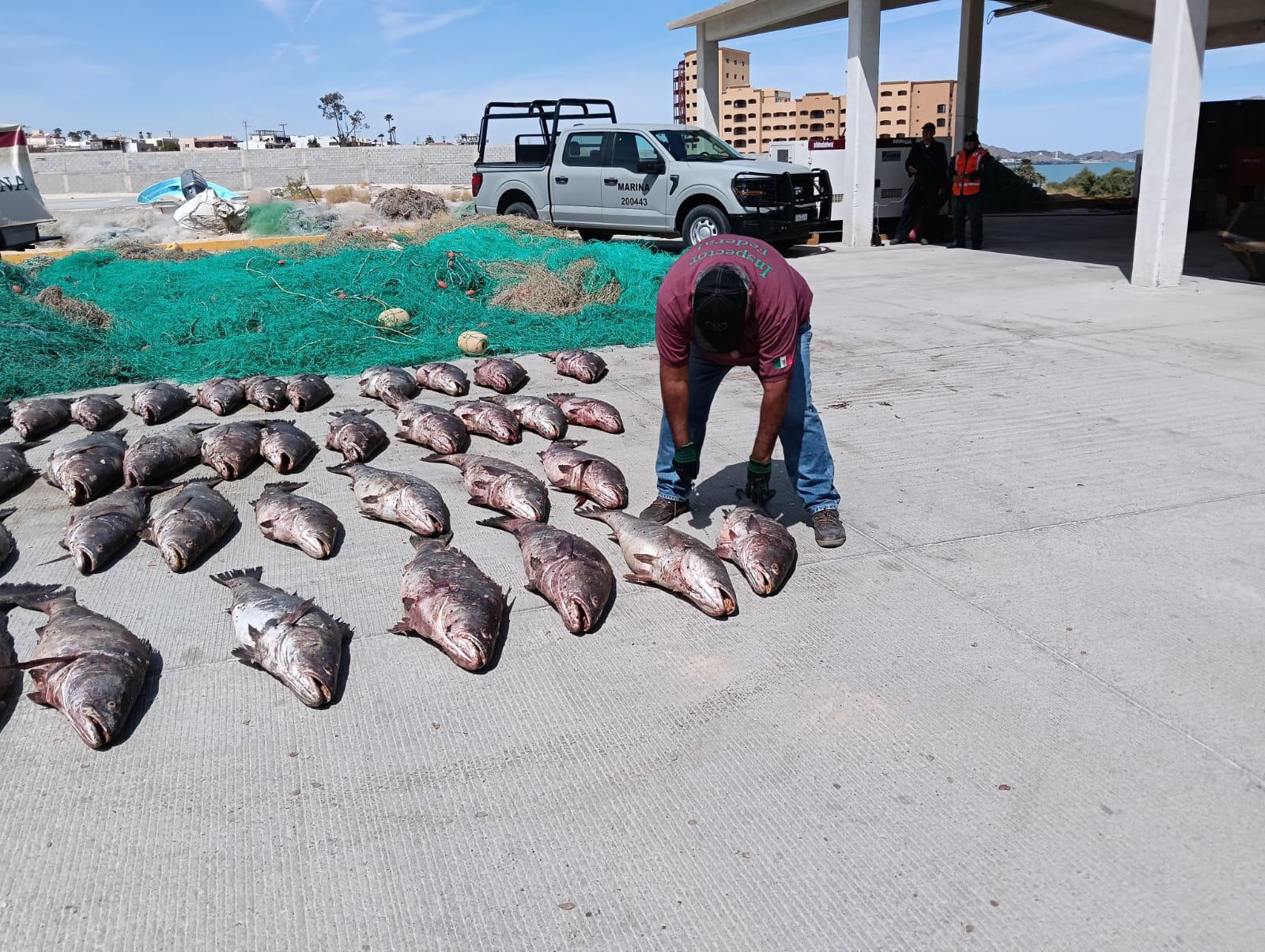 $!La pesca ilegal por la totoaba, cotizada por su vejiga en mercados de Asia, está directamente relacionada con la muerte de vaquitas marinas.