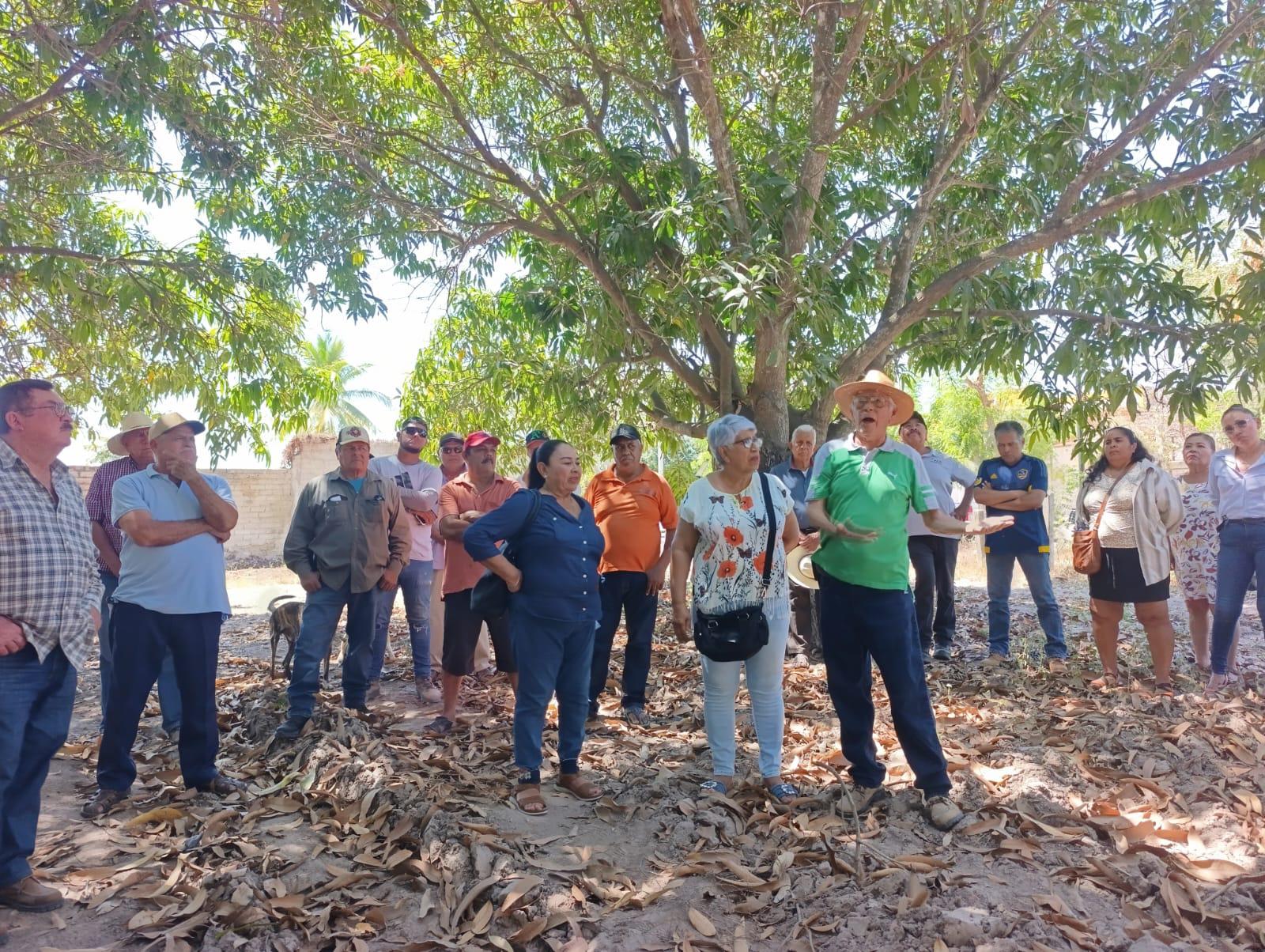 $!Se reúnen autoridades y productores de mago en Escuinapa para buscar alternativas y revisar huertas