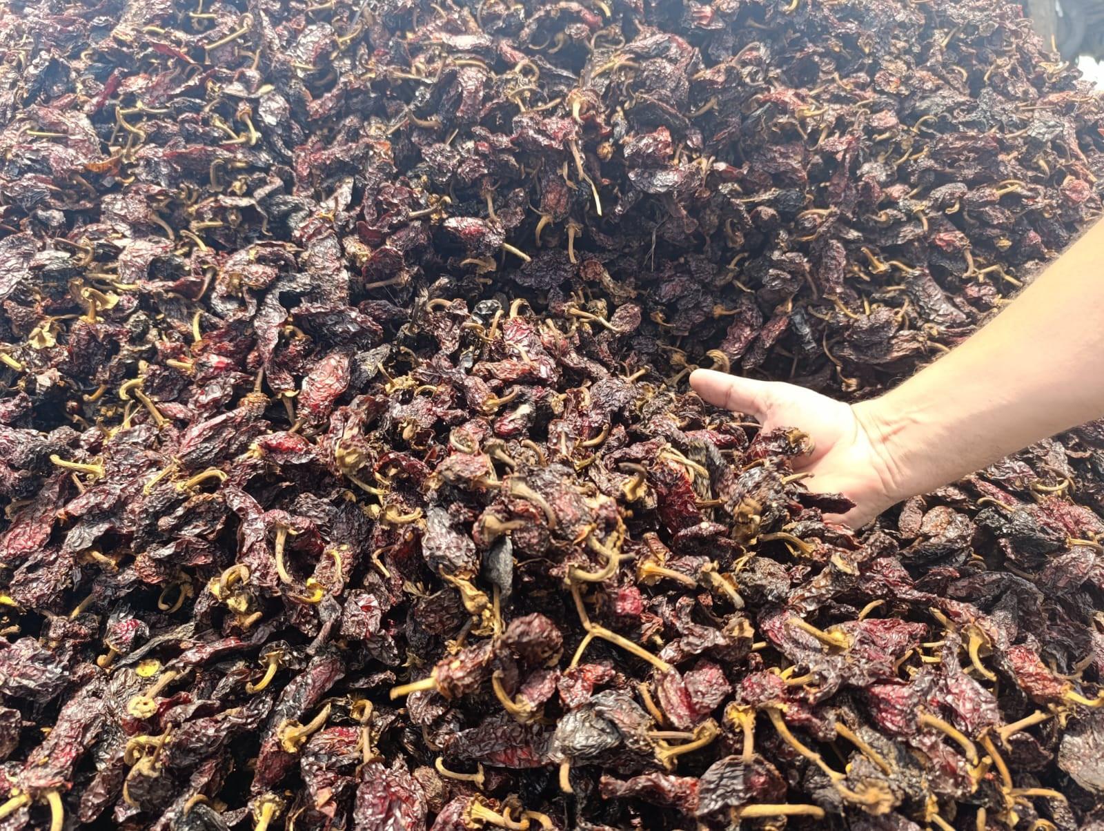 $!Ven agricultores buena temporada para venta de chile seco en Escuinapa