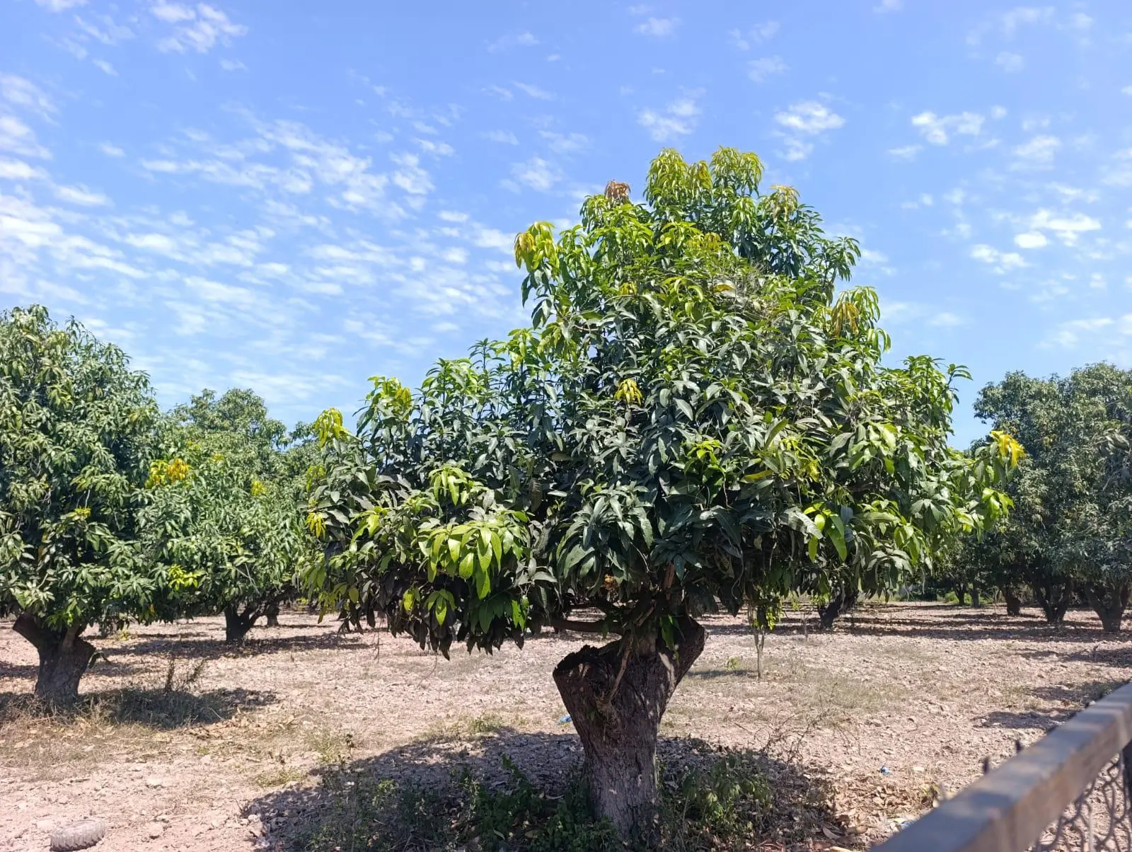 $!Falta de frío afecta floración de árboles de mango, en Escuinapa