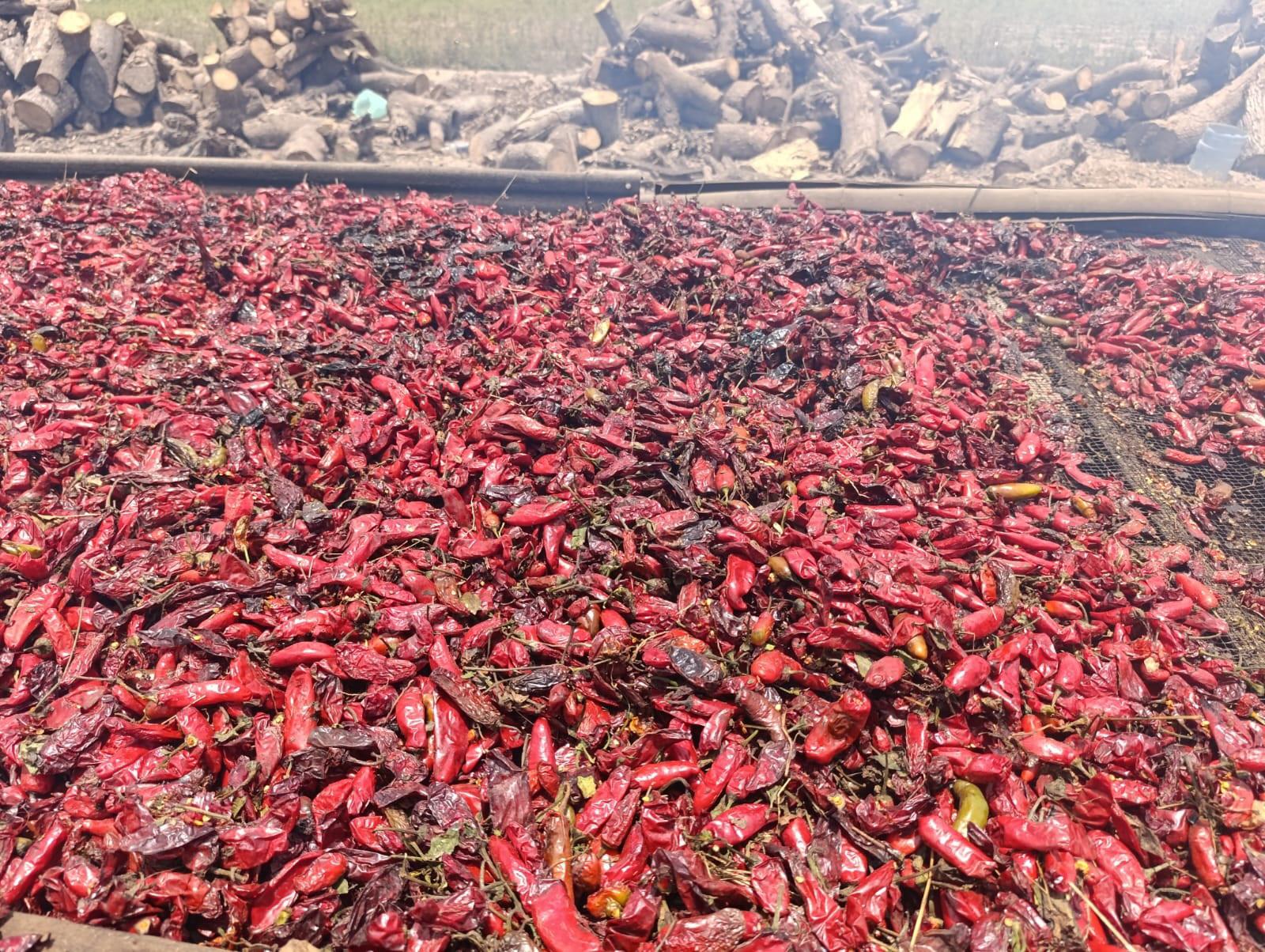 $!Ven agricultores buena temporada para venta de chile seco en Escuinapa