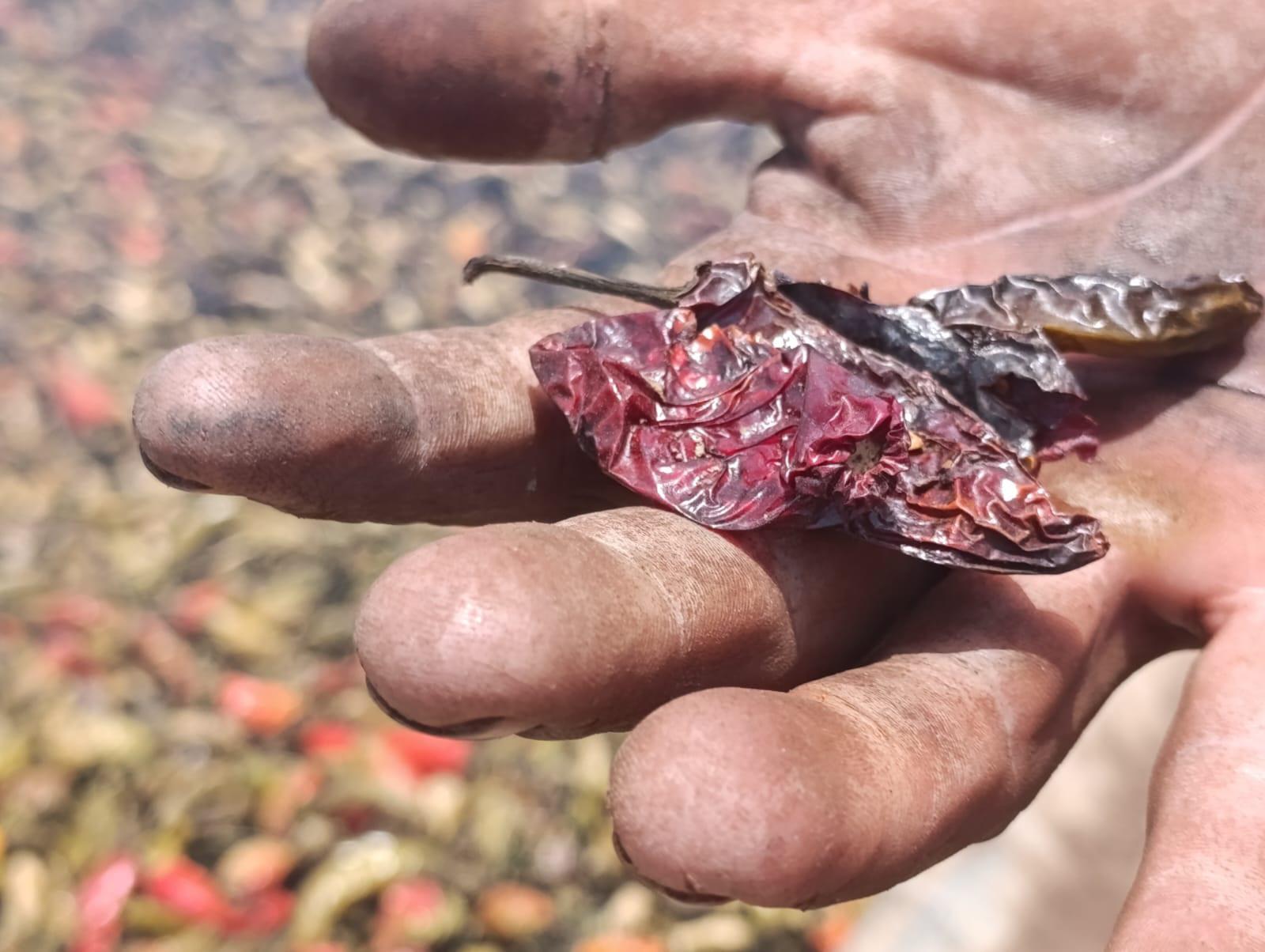 $!Ven agricultores buena temporada para venta de chile seco en Escuinapa