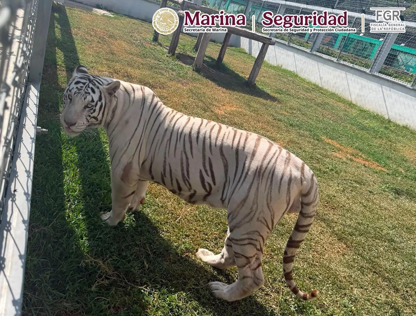 $!Aseguran 135 animales exóticos y 68 mil litros de diésel en Tamaulipas