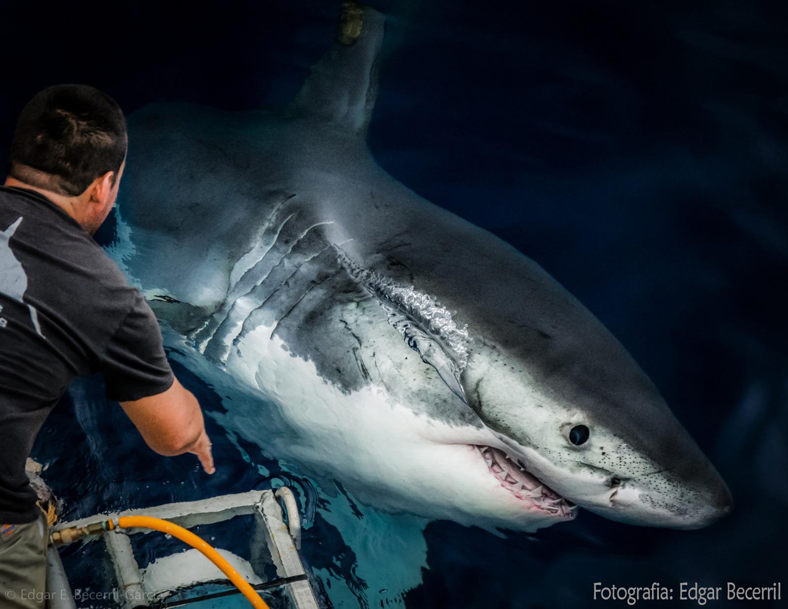 $!Gran Acuario Mazatlán reunirá ciencia, arte y conservación durante la Semana del Tiburón 2026