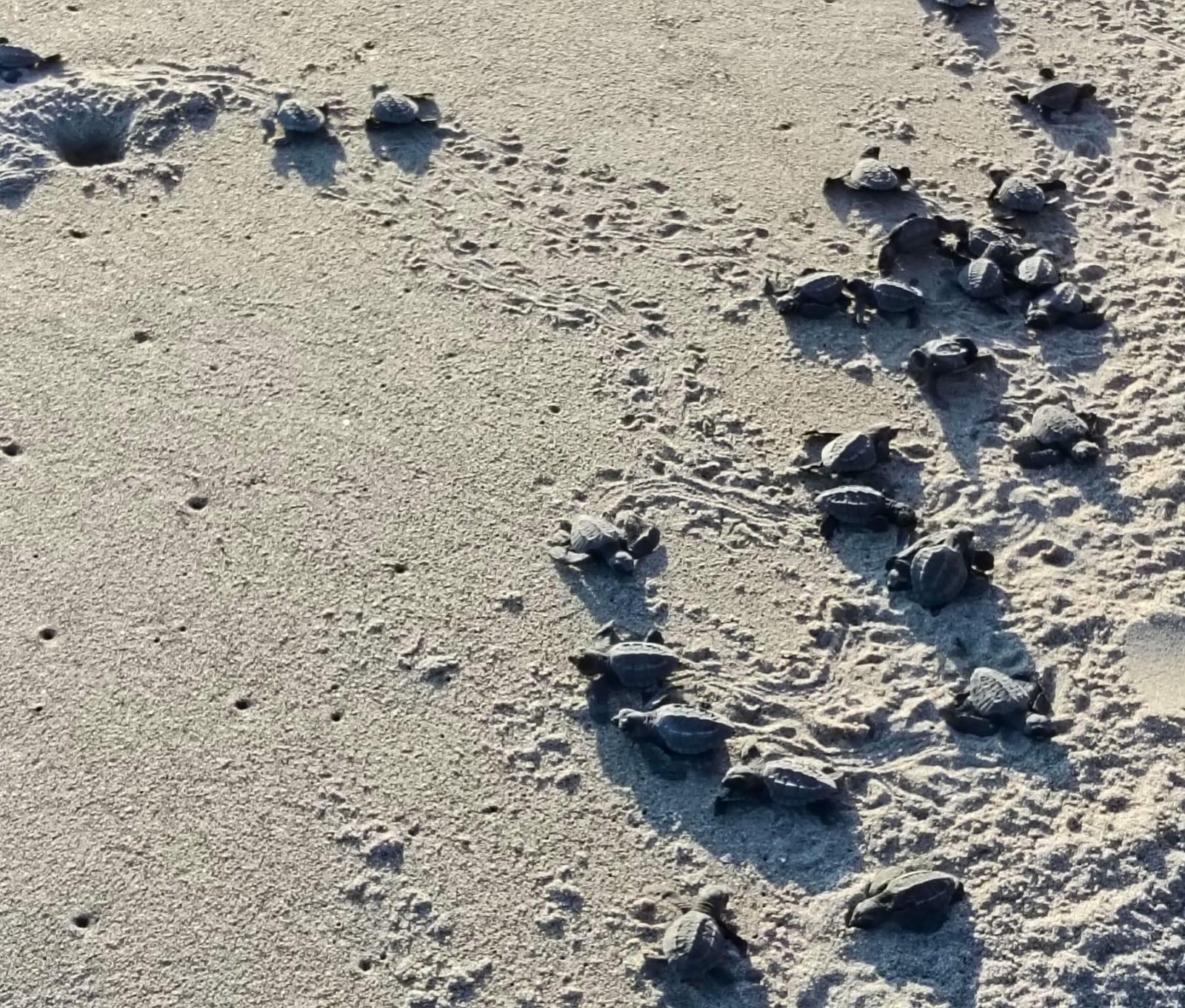 $!Liberan crías de tortuga en costas de Rosario