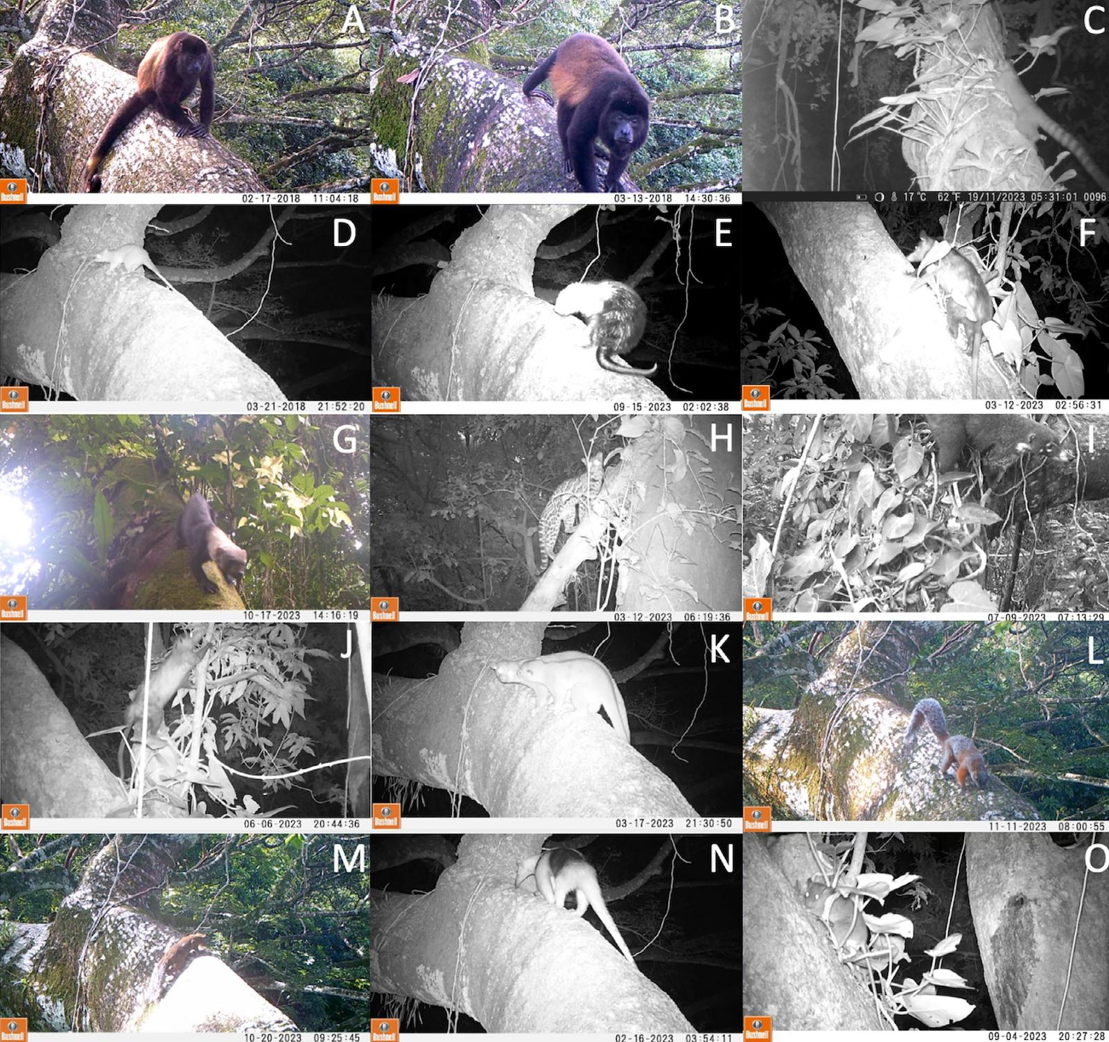 $!Cámaras trampa en copas de árboles revelan presencia de mamíferos en una reserva amenazada de México