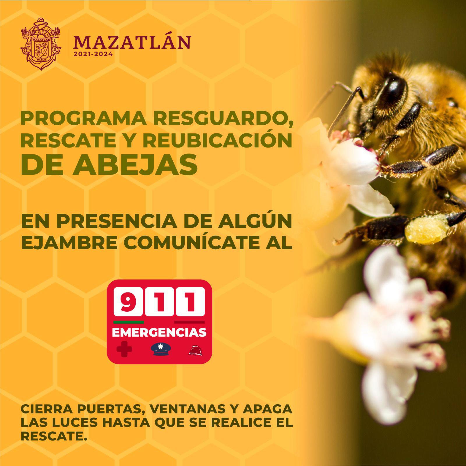 $!Mazatlán protege y rescata a las abejas; llaman a no hacerles daño