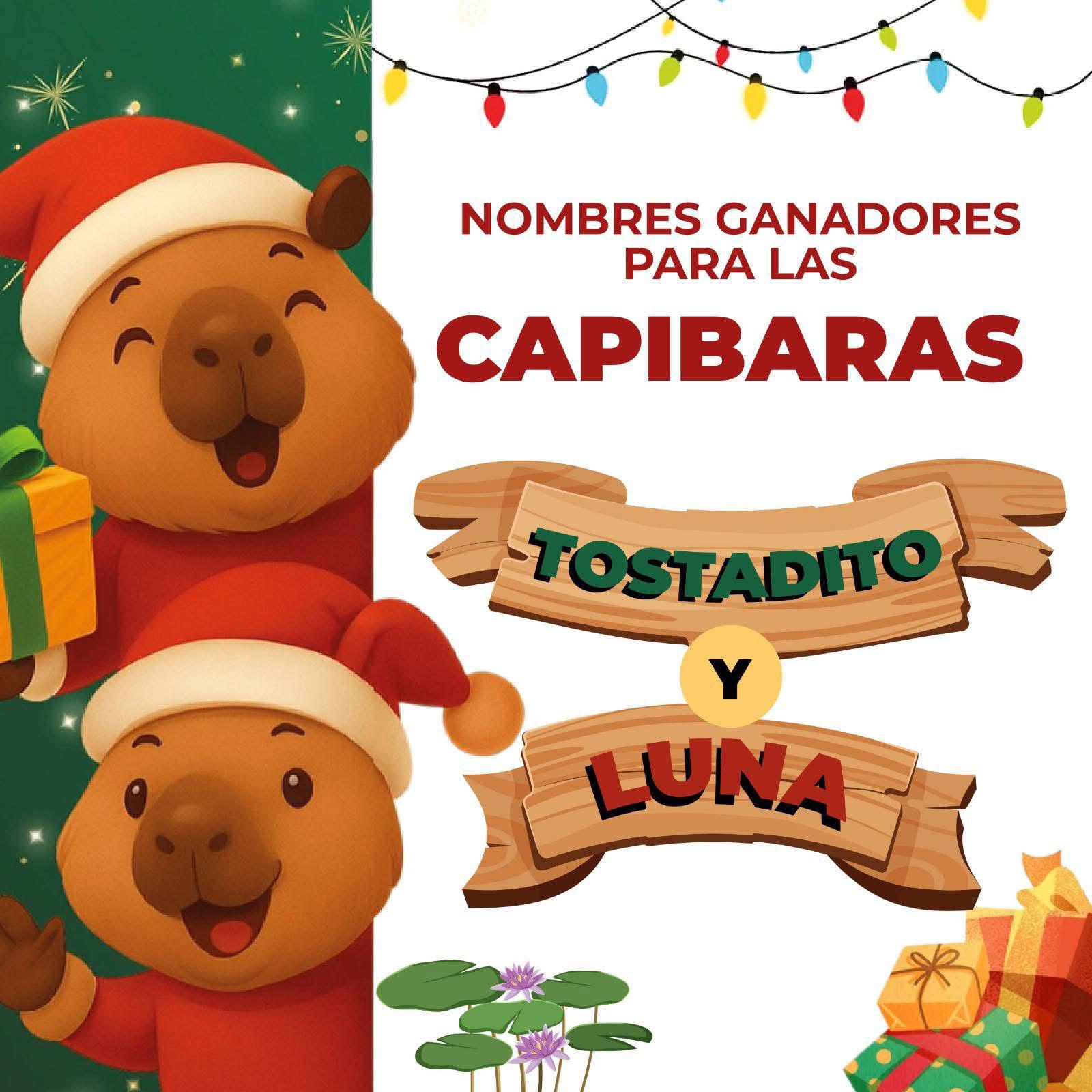 $!‘Tostadito’ y ‘Luna’, los nombres de los nuevos capibaras del Zoológico de Culiacán