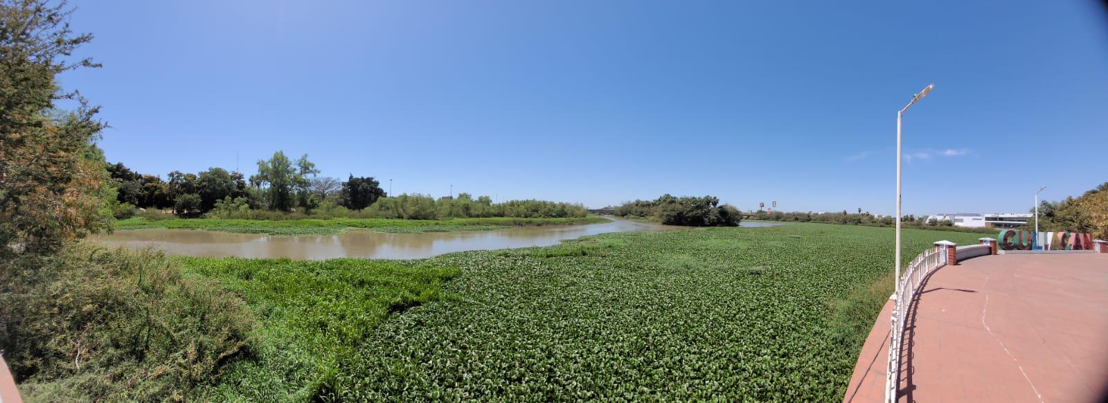 $!El río Humaya está repleto de plaga de lirio acuático, pese a acciones de remoción del Ayuntamiento