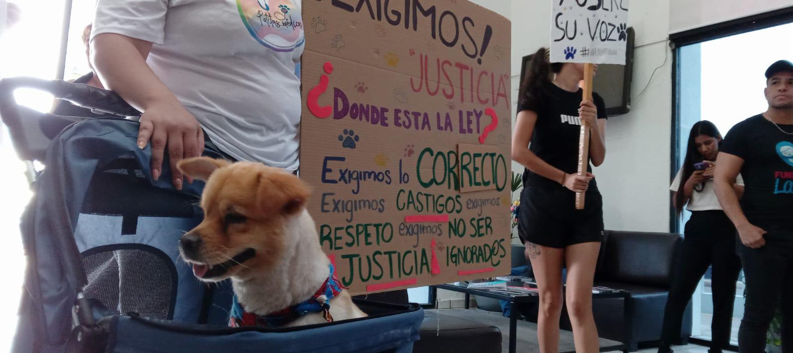 $!Defensores de animales en Culiacán exigen justicia por Bobby y piden endurecer penas por maltrato en Sinaloa