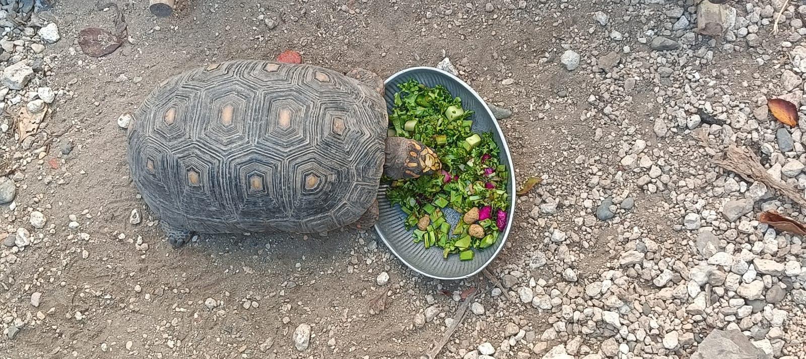 $!Más de 850 animales han sido rescatados por el Hospital de la Fauna del Gran Acuario, en Mazatlán