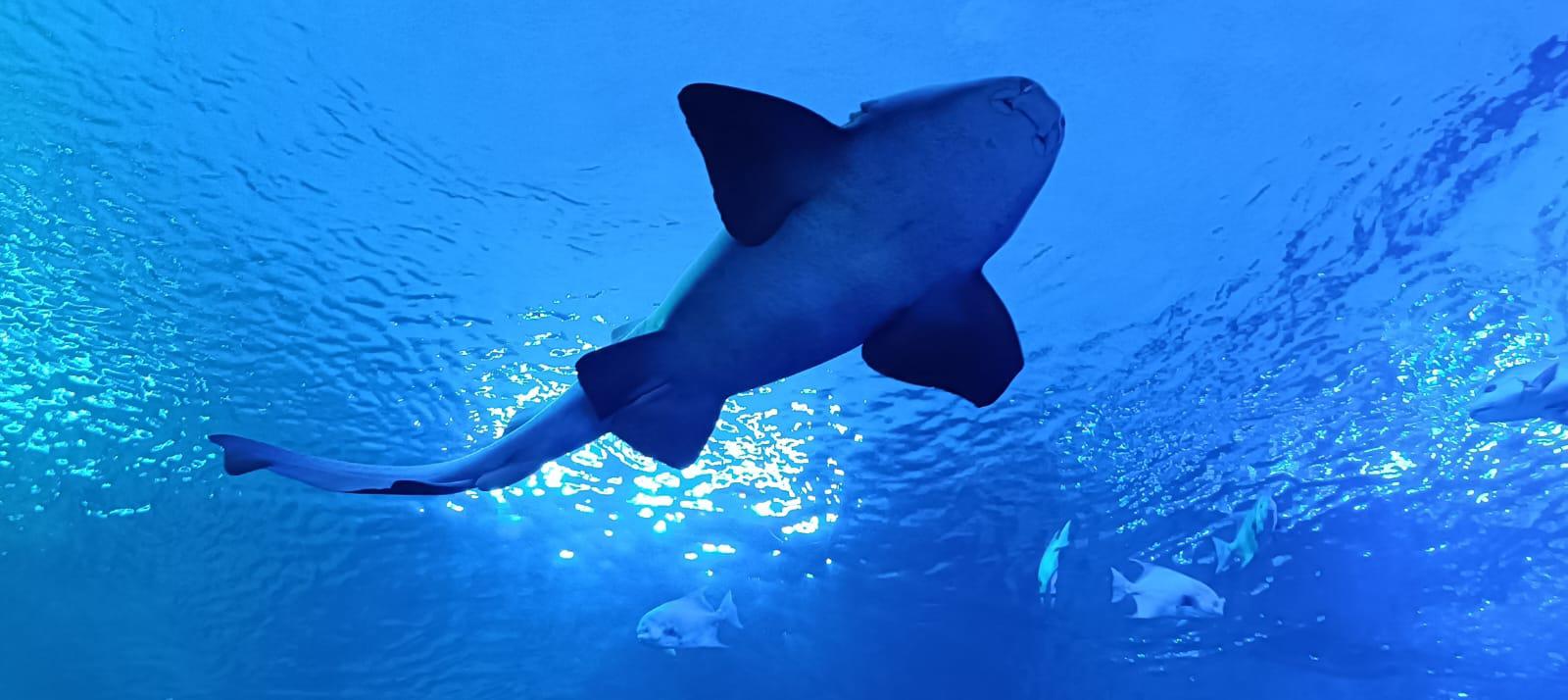 $!Gran Acuario Mar de Cortés sensibiliza sobre la relevancia ecológica de los tiburones