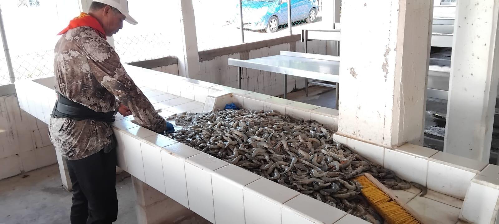 $!El Tetuán retoma pesca por la tarde tras salida del mar, en Navolato
