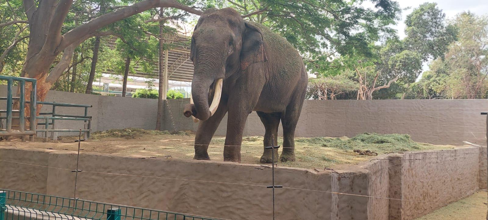 $!Se va ‘Big Boy’ a su nuevo hogar; esta es su última semana en el Zoo de Culiacán
