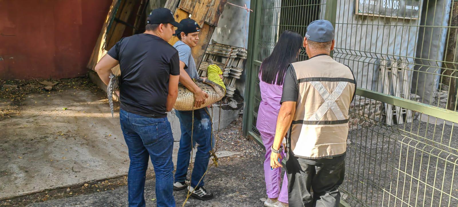 $!Capturan un cocodrilo en Eldorado y lo liberan en su hábitat natural